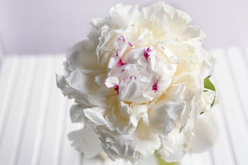 Beautiful white peony, closeup