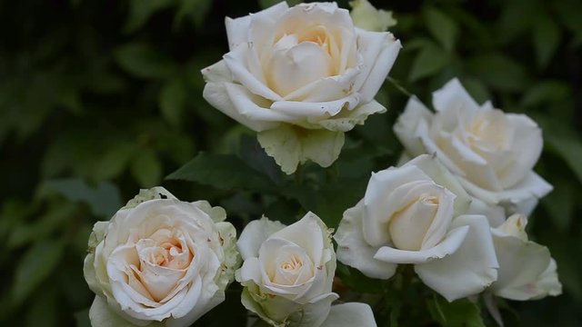 Blooming Bush of white roses in the garden