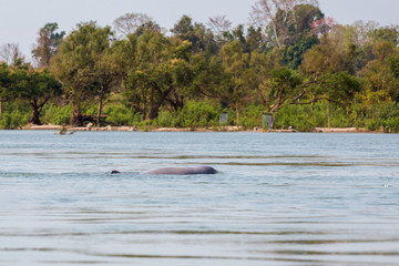 Khongyai beach irawaddy dolphins trip