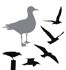 Vector seagull collection