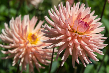 Chrysanthemum Flowers