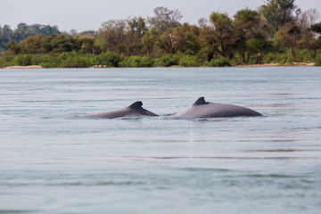 Fototapeta premium Khongyai beach irawaddy dolphins trip
