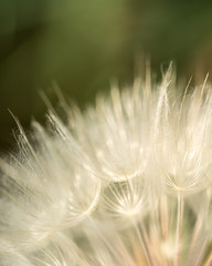 Dandelion-Grass