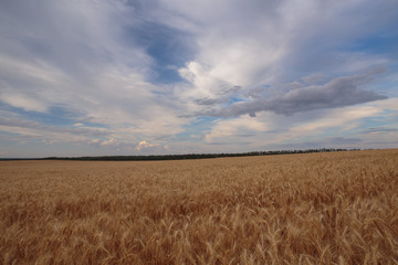 Clouds over the vast fields of ripe wheat in the middle of summer at sunset.