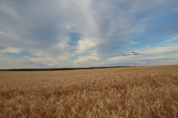 Clouds over the vast fields of ripe wheat in the middle of summer at sunset.
