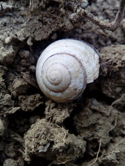 Snail