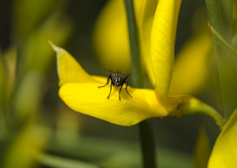 A fly on yellow flower in the garden