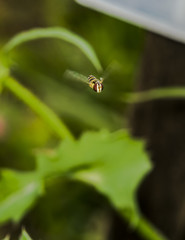 Flower fly over a garden
