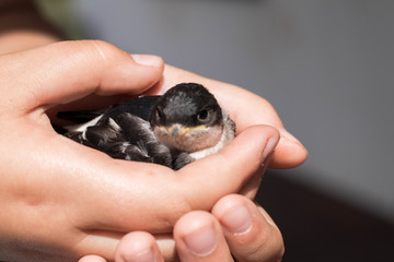 small bird gentle holding in kids hands