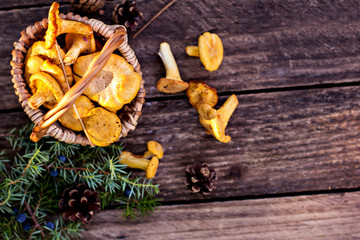 Mushrooms chanterelle in the basket