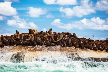 Wild sea lions on the island