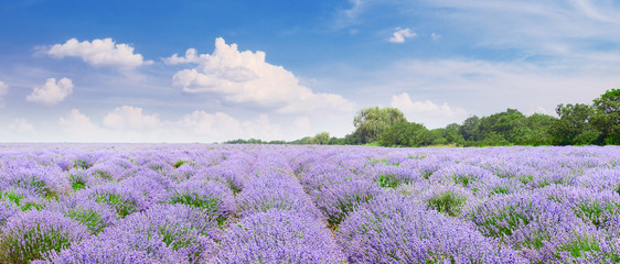 Picturesque lavender field with ripe flowers