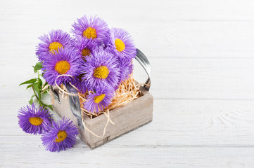 Purple daisies in box on white table