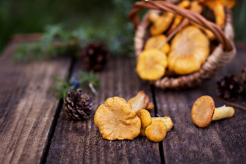 Mushrooms chanterelle in the basket