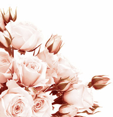 Obrazy na Plexi  Granica świeżych róż