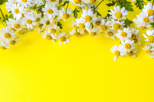 Chamomile flowers on yellow background