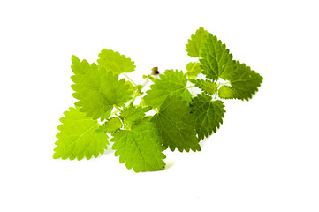 Stinging nettle leaves isolated on white