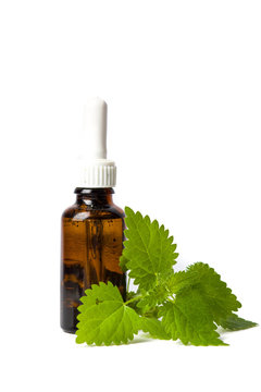 Stinging nettle leaves and tincture isolated