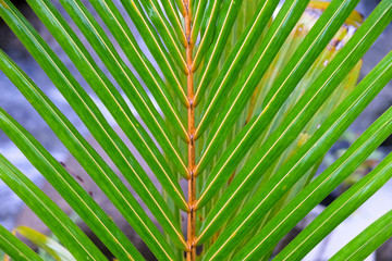 green and yellow coloured palm leaves, close up