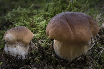 Zwei Sommer-Steinpilze