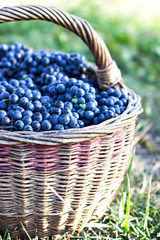 Fototapeta na wymiar Dark grapes in a basket. Grape harvesting.