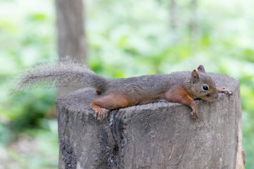 Japanese Squirrel