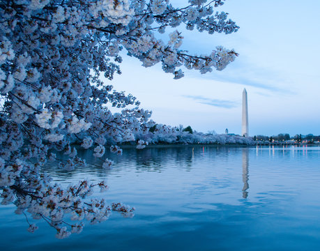 Cherry Blossoms: Washington Monument Across Tidal Basin
