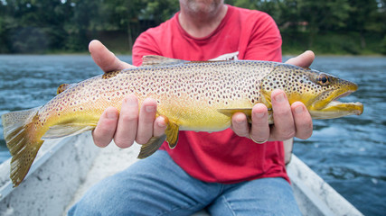 Brown Trout on foggy river caught on rod and reel