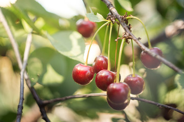 close up red cherry grow on tree in sunny summer day