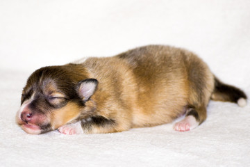 Gold beautiful fresh sheltie puppy dog, lying on white background