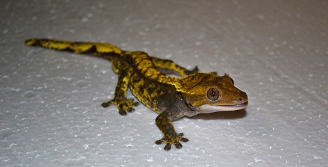Yellow crested gecko, Correlophus ciliatus at white ground
