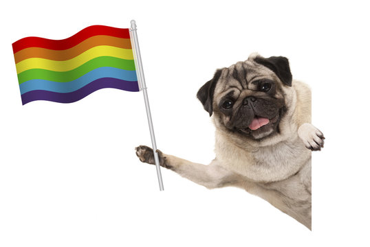 Smiling Pug Puppy Dog Holding Up Rainbow Flag, Behind White Banner, Isolated On White Background