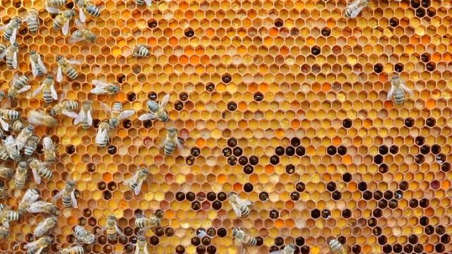 Pouring honey pollen.
Bee pollen is filled with honey. This forms a ambrosia.
