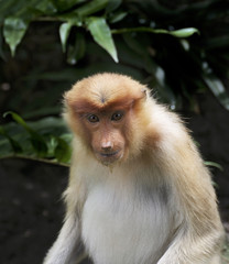 Proboscis Monkey in Borneo