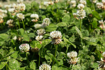 Klöverblommor på en åker