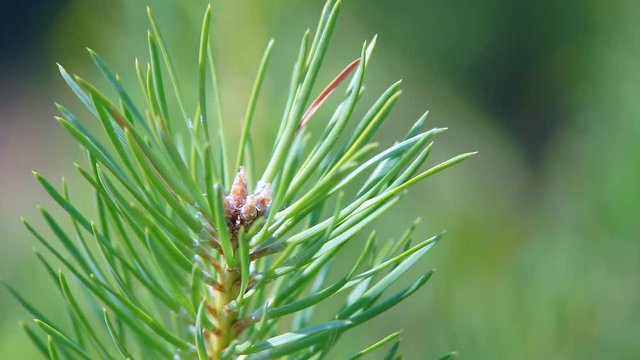 The branches of the Coniferous tree Green branches of a young pine on a hot summer day are swinging by the wind