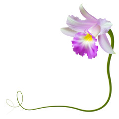 Реалистичная орхидея, уголок.