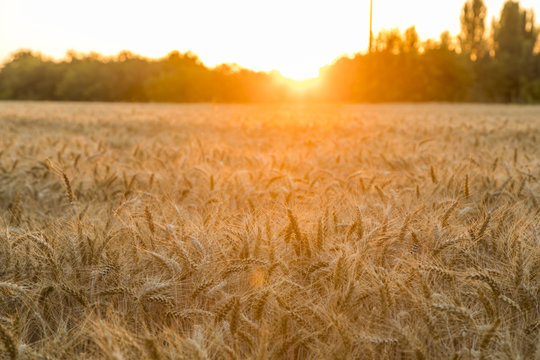 Beautiful Image of Golden Wheat Field.Harvest concept