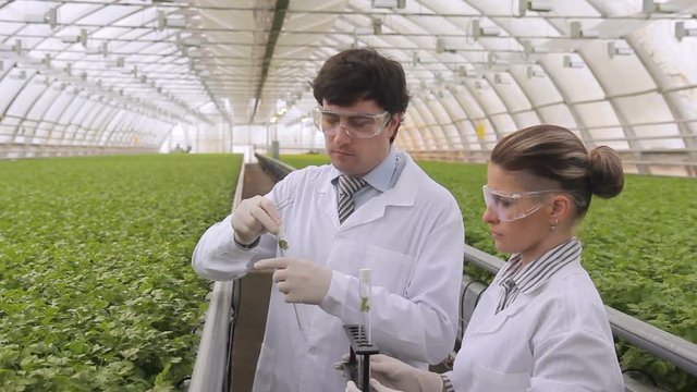 Biologist puts sprout in test tube for laboratory analyze. Two scientists stand in greenhouse. They are dressed in white uniform, disposable gloves and eye protector. Woman holds holder with tubes in