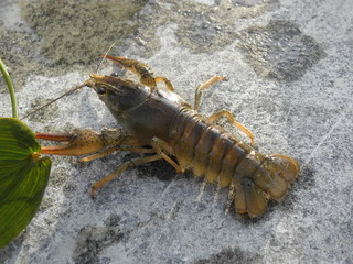 L'écrevisse à pattes grêles (Astacus leptodactylus)