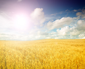 Wheat field against a blue sky