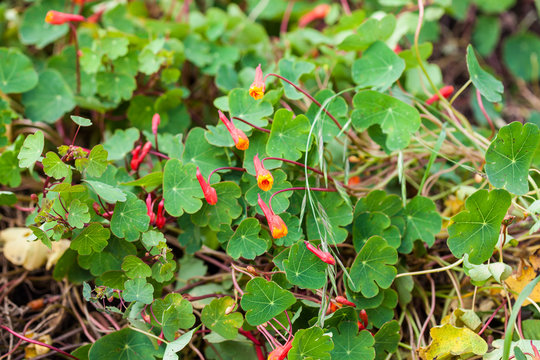 Cubios (Tropaeolum tuberosum) at organic cultivation field