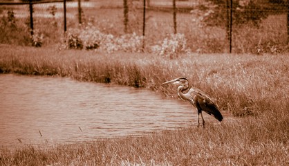 Stork by the pond