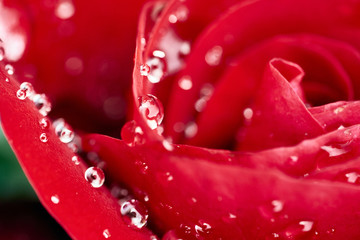 macro photograph of red rose after a scarce rain in Southern California
