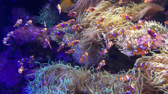 Tropical fish swim underwater in coral reef.