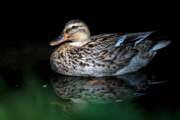 Ente - Stockente