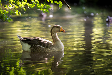 Braune Gans