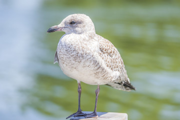 Light brown and white seagull standing on post beside water