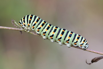 Chenille de machaon