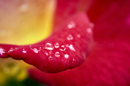 macro photograph of red rose after a scarce rain in Southern California